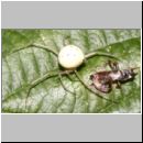 Enoplognatha sp - Kugelspinne 01b 6mm.jpg